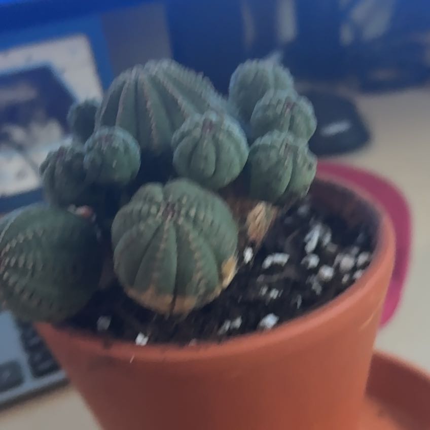 Photo of the plant species Baseball Plant by @LushDaisy47 named Shakira on Greg, the plant care app