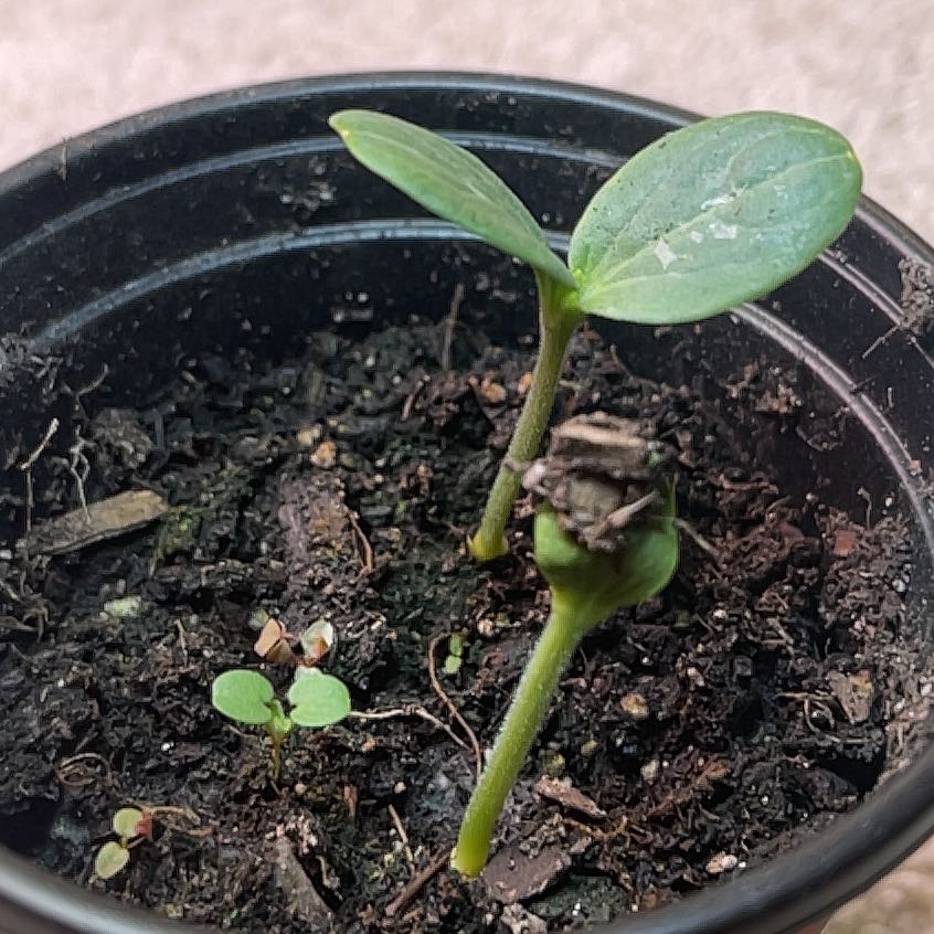 Photo of the plant species Baby Watermelon by @RadScallions29 named Treeyoncé on Greg, the plant care app