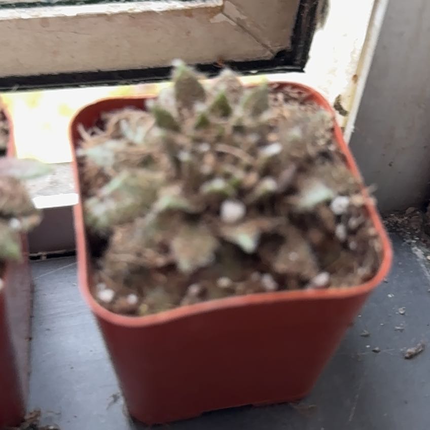 Photo of the plant species Living-Rock by @VaultingCorn61 named Gaga on Greg, the plant care app