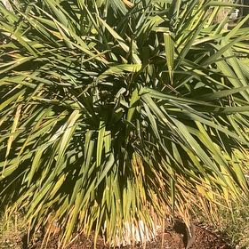 Photo of the plant species Mountain Flax by @FullZinnia81 named Rosa on Greg, the plant care app