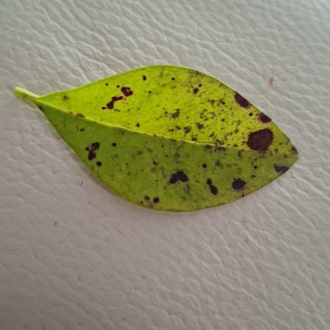 Photo of the plant species Garden Privet by @GreatOrchids91 named Beckham on Greg, the plant care app