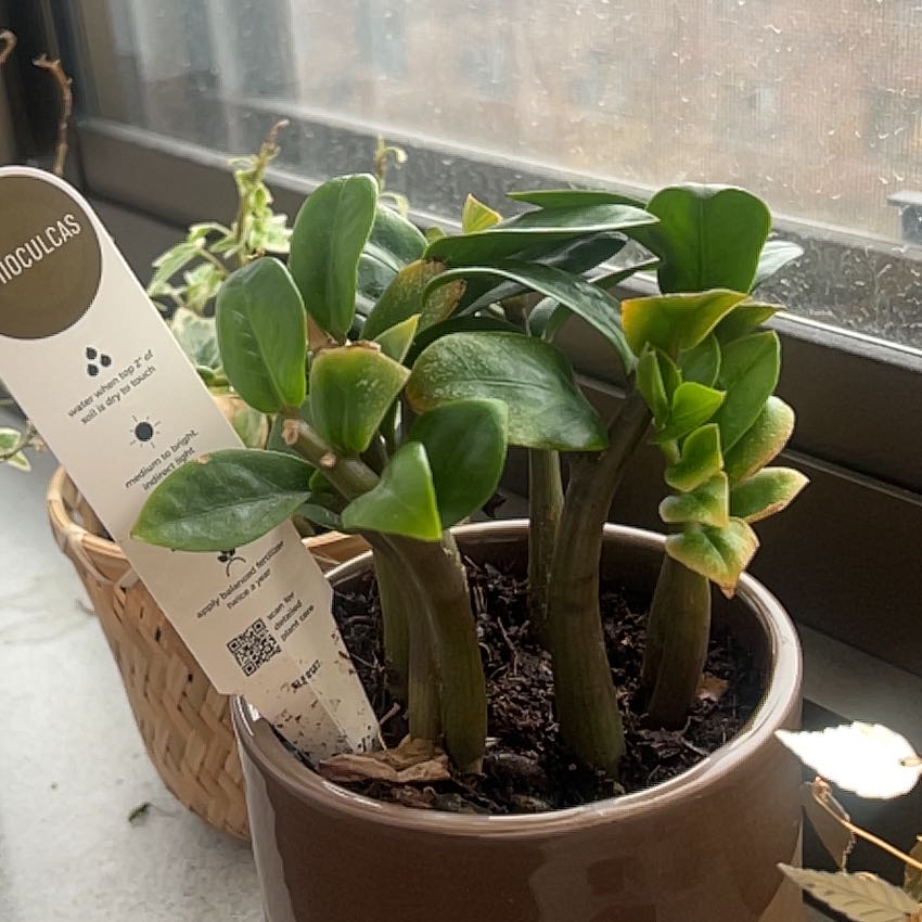 Photo of the plant species ZZ Zenzi by @FineSnowdrop41 named Foxxy on Greg, the plant care app