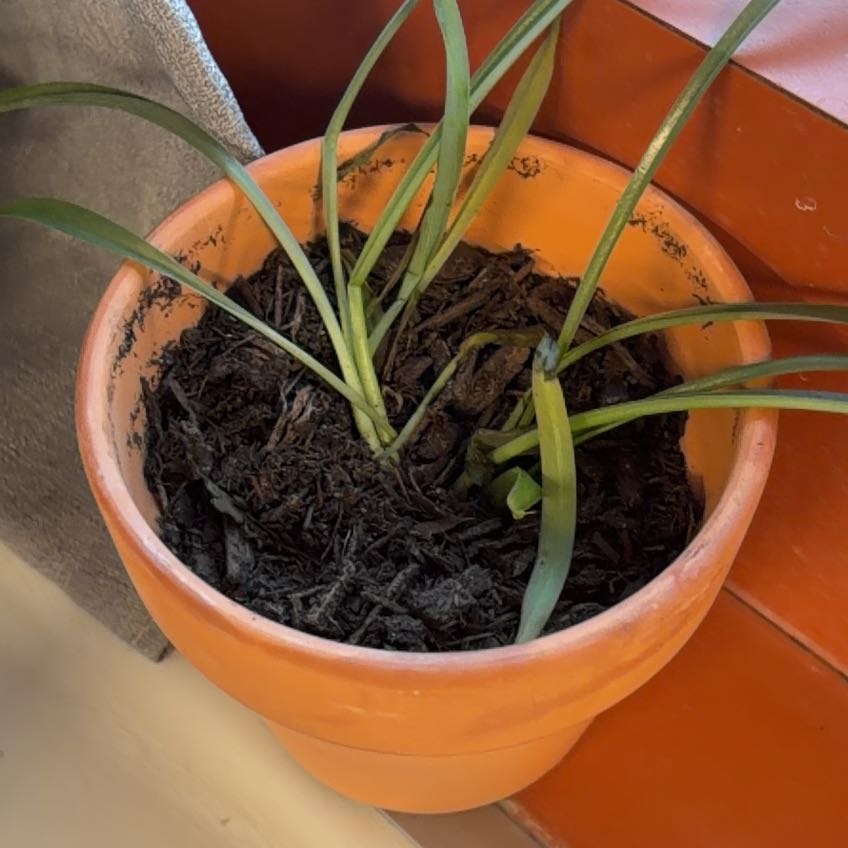 Photo of the plant species Tradescantia 'Sweet Kate' by @ZippyRosemoss83 named Morgan Treeman on Greg, the plant care app