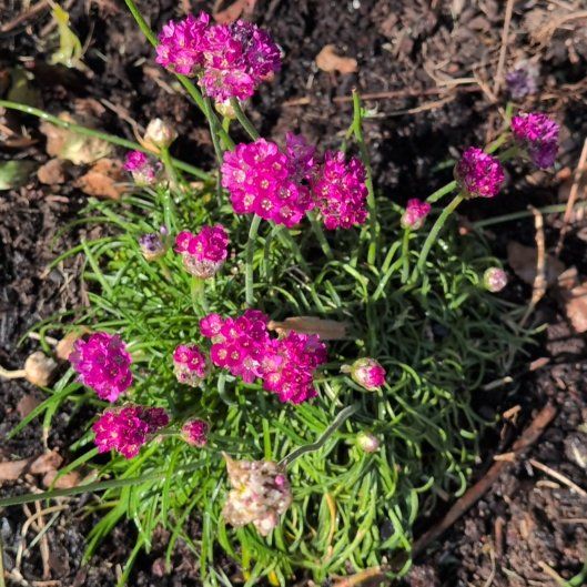 Photo of the plant species Armeria Maritima by @KindWodyetia70 named da Vinci on Greg, the plant care app