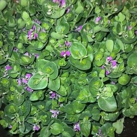 Photo of the plant species Sweet Pea Bush by @Marsbabies named Miley on Greg, the plant care app