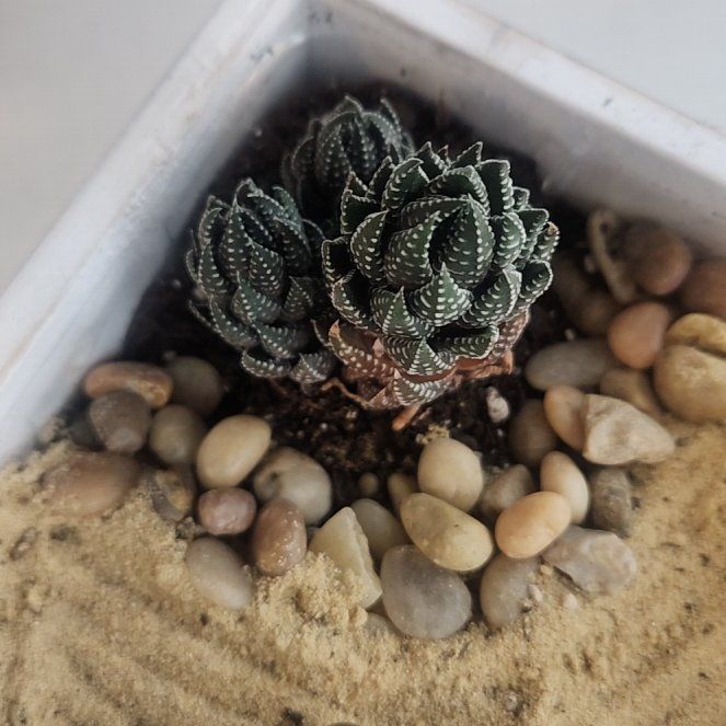 Photo of the plant species Haworthiopsis coarctata by @VastCutgrass97 named Zahir on Greg, the plant care app