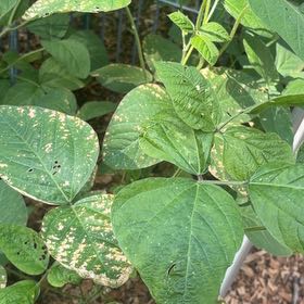 Photo of the plant species Soybean by @UberDeathcap12 named Fernie Mac on Greg, the plant care app