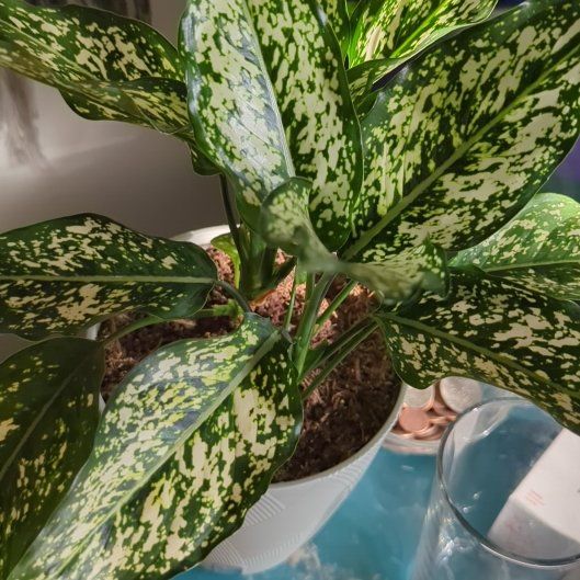 Photo of the plant species Aglaonema 'Spring Snow' by @AlacritousComet named Dolores on Greg, the plant care app