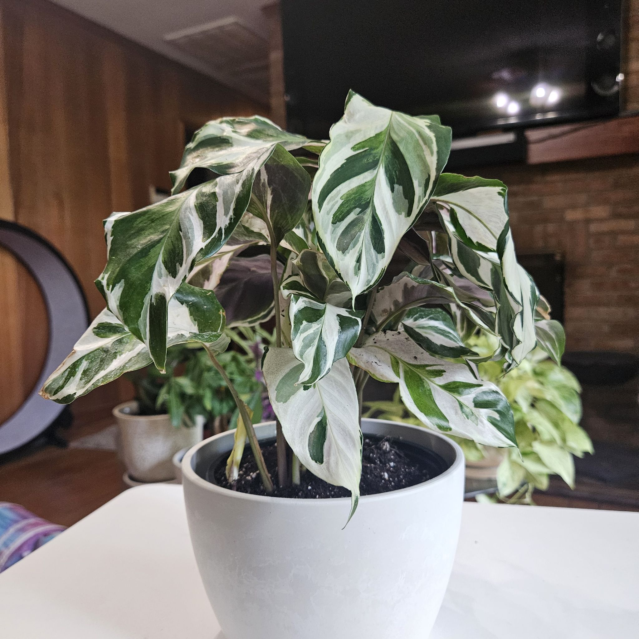 Photo of the plant species Calathea Stella by @AlwaysSweetleaf named Stella on Greg, the plant care app
