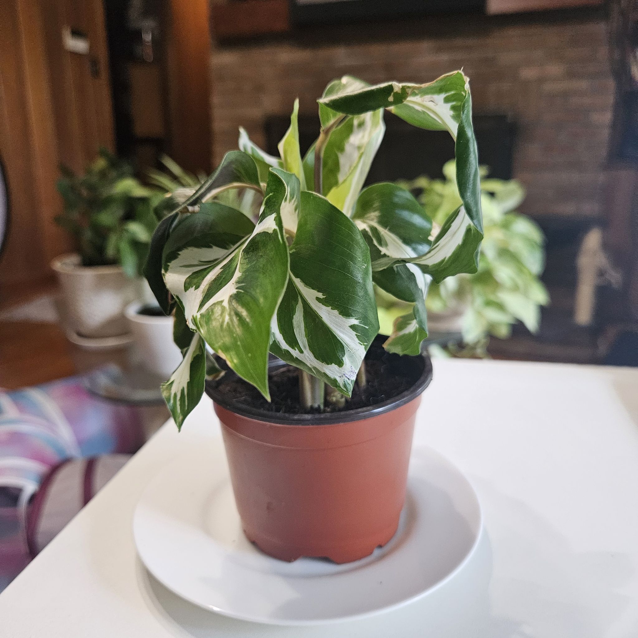 Photo of the plant species Calathea 'Stella' White Fusion by @AlwaysSweetleaf named White Fusion on Greg, the plant care app