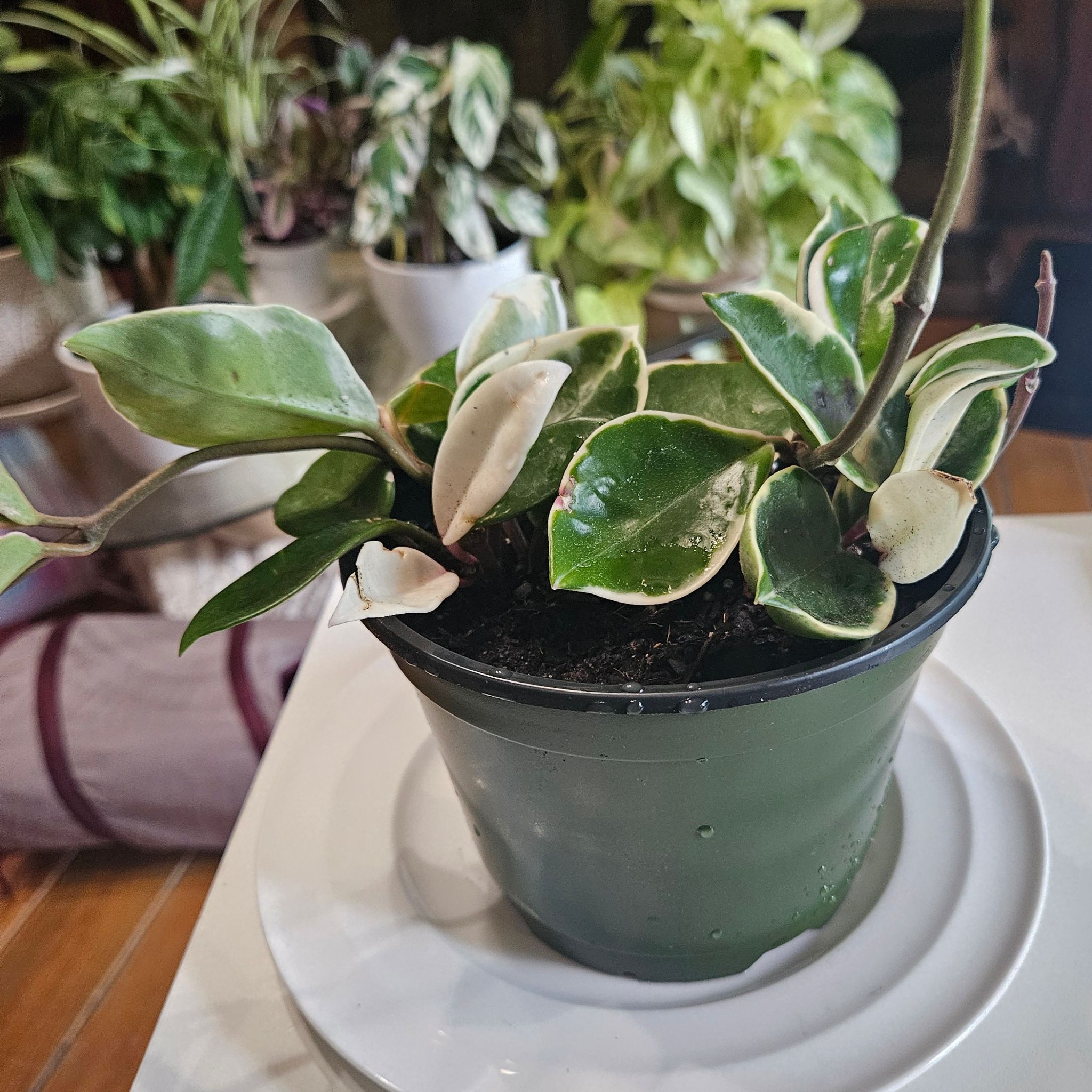 Photo of the plant species Variegated Baby Rubber Plant by @AlwaysSweetleaf named Wanna be Baby Rubber on Greg, the plant care app