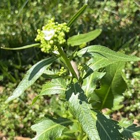 Photo of the plant species Annual Mercury by @GladLlavea26 named Duke on Greg, the plant care app