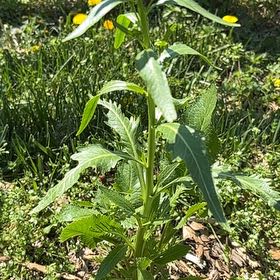 Photo of the plant species Horseradish by @GladLlavea26 named Gomez on Greg, the plant care app