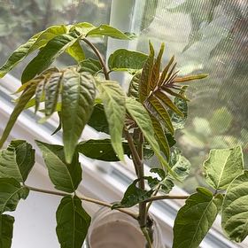 Photo of the plant species Tree-of-Heaven by @GladLlavea26 named Homer on Greg, the plant care app