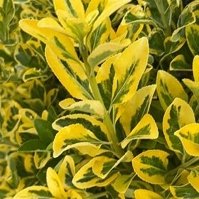 Photo of the plant species Japanese Spindle by @GladLlavea26 named Drake on Greg, the plant care app