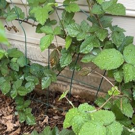Photo of the plant species Armenian Blackberry by @GladLlavea26 named Demi on Greg, the plant care app
