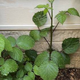 Photo of the plant species Armenian Blackberry by @GladLlavea26 named Miley on Greg, the plant care app