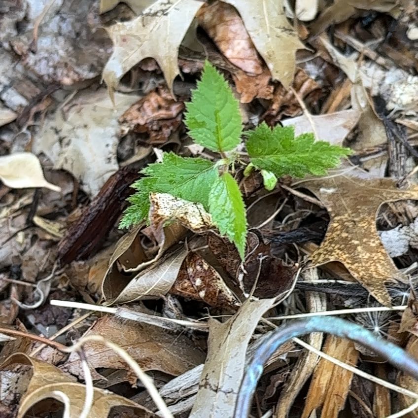 Photo of the plant species American Ginseng by @GladLlavea26 named Robert Plant on Greg, the plant care app