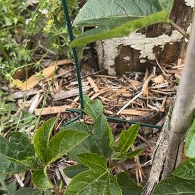 Photo of the plant species Maypop by @GladLlavea26 named Forrest on Greg, the plant care app