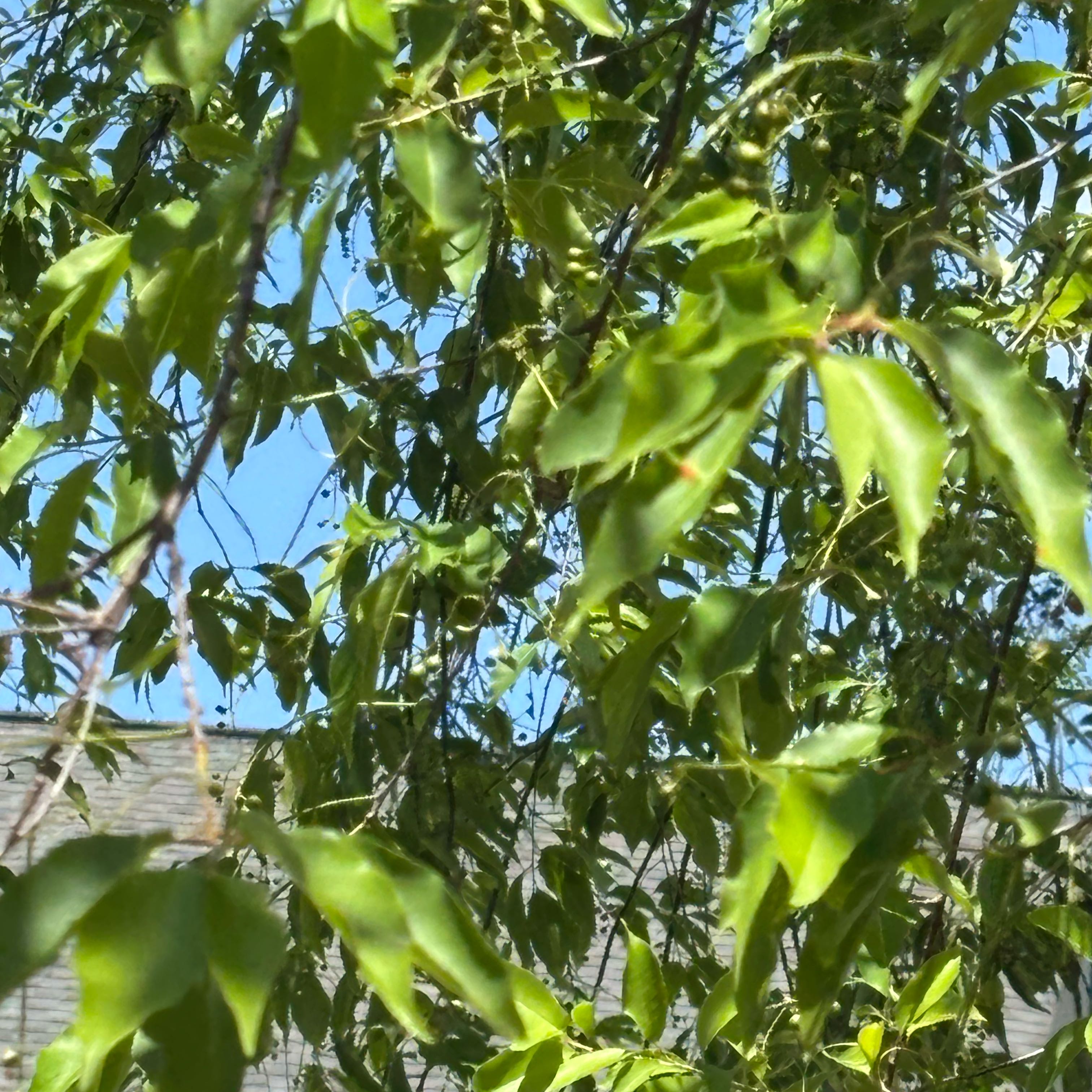 Photo of the plant species Camphor by @GladLlavea26 named Figyonce on Greg, the plant care app