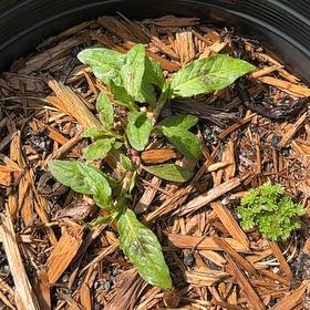 Photo of the plant species Fringed Willowherb by @GladLlavea26 named Fernie Saunders on Greg, the plant care app