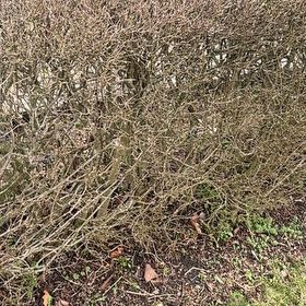 Photo of the plant species Western Marsh Rosemary by @SkillfulWildyam named Rainier on Greg, the plant care app