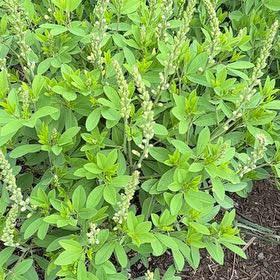 Photo of the plant species Bokhara Clover by @SkillfulWildyam named Fernie Mac on Greg, the plant care app