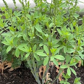 Photo of the plant species Blue Wild Indigo by @SkillfulWildyam named Ronaldo on Greg, the plant care app
