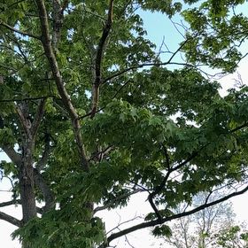 Photo of the plant species Kapok Tree by @SkillfulWildyam named Sonora on Greg, the plant care app