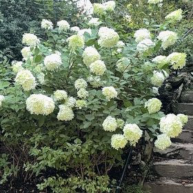 Photo of the plant species Hydrangea Paniculata by @SkillfulWildyam named Nithin on Greg, the plant care app