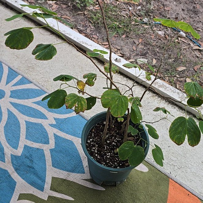 Photo of the plant species Orchid Tree by @ZanyBiglaurel92 named Drake on Greg, the plant care app