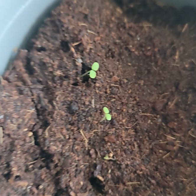 Photo of the plant species Strawberries by @DecisiveKaro16 named Wall-E on Greg, the plant care app