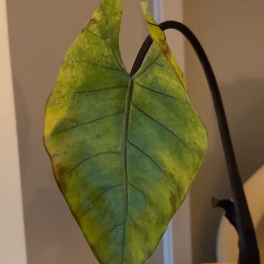 Photo of the plant species Elephant Ear by @GemTeatree31 named Surya on Greg, the plant care app