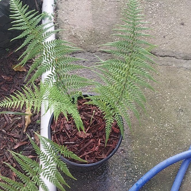 Photo of the plant species Australian Brake by @FoxySeamango78 named Wall-E on Greg, the plant care app