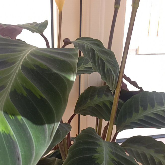 Photo of the plant species Calathea WARSCEWICZII by @FabBluebean73 named da Vinci on Greg, the plant care app