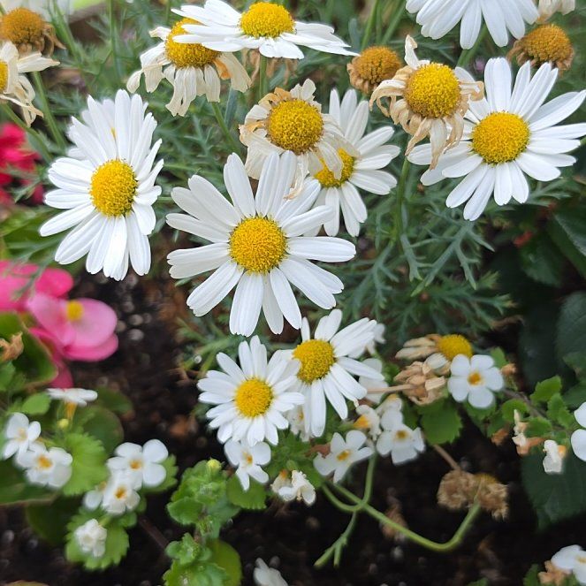 Photo of the plant species Paris Daisy by @SharpMarigold81 named Gates on Greg, the plant care app