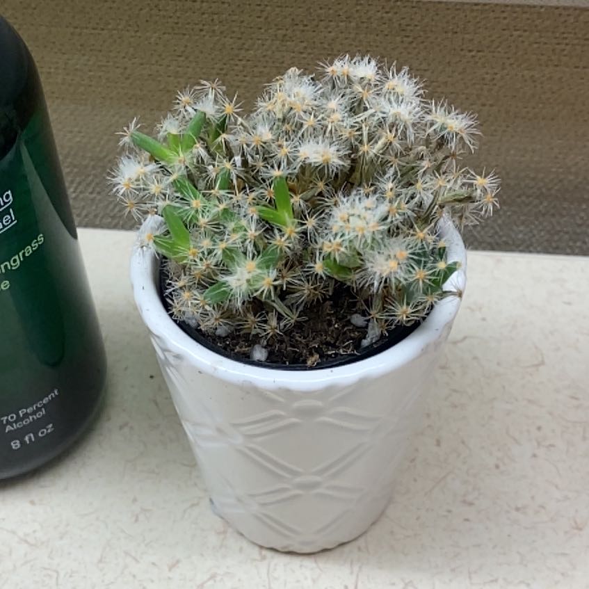 Photo of the plant species Miniature Desert Rose by @EagerCanna8 named Willow on Greg, the plant care app