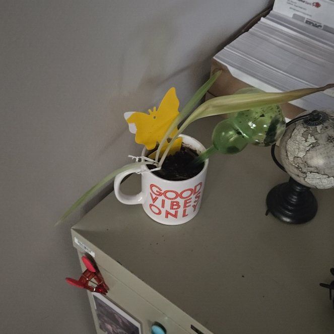 Photo of the plant species Cape Spider Plant by @AbleLichen66 named Morgan Treeman on Greg, the plant care app