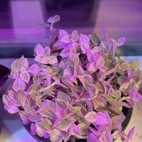 Photo of the plant species Callisia Pink Panther by @KindOvalsedge17 named Kylie on Greg, the plant care app