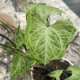 Photo of the plant species Syngonium by @KindOvalsedge17 named Kobe on Greg, the plant care app