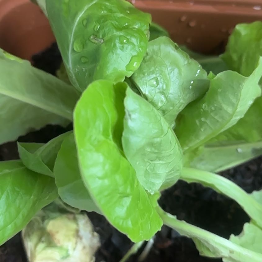 Photo of the plant species Salanova Red Butter Lettuce by @AscendingRimu45 named Butter Lettuce on Greg, the plant care app