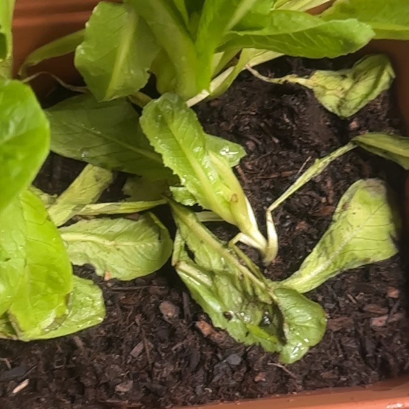 Photo of the plant species Romaine Lettuce 'Rosaine' by @AscendingRimu45 named Romaine on Greg, the plant care app
