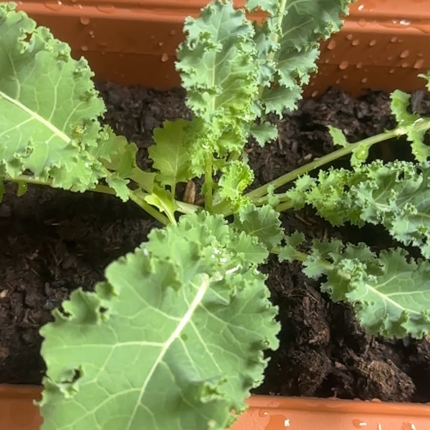 Photo of the plant species Kale by @AscendingRimu45 named Kale on Greg, the plant care app