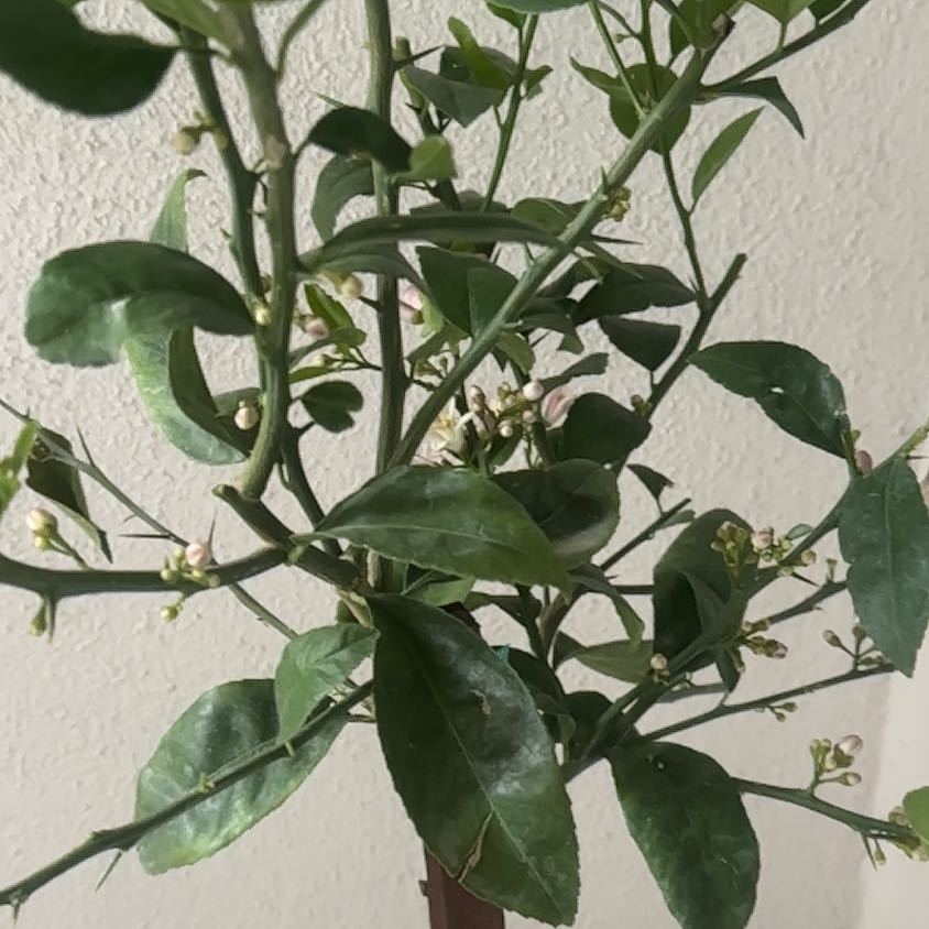 Photo of the plant species Dwarf Improved Meyer Lemon Tree by @AscendingRimu45 named Improved Meyer Lemon on Greg, the plant care app