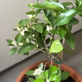 Photo of the plant species semi-dwarf lime tree by @AscendingRimu45 named Bearss Lime on Greg, the plant care app