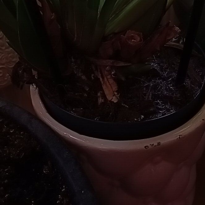 Photo of the plant species Yellow-Flowered Cymbidium by @CivicSkyplant22 named Taylor Swift on Greg, the plant care app