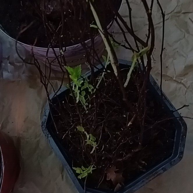 Photo of the plant species Red Spirea by @CivicSkyplant22 named Planty on Greg, the plant care app