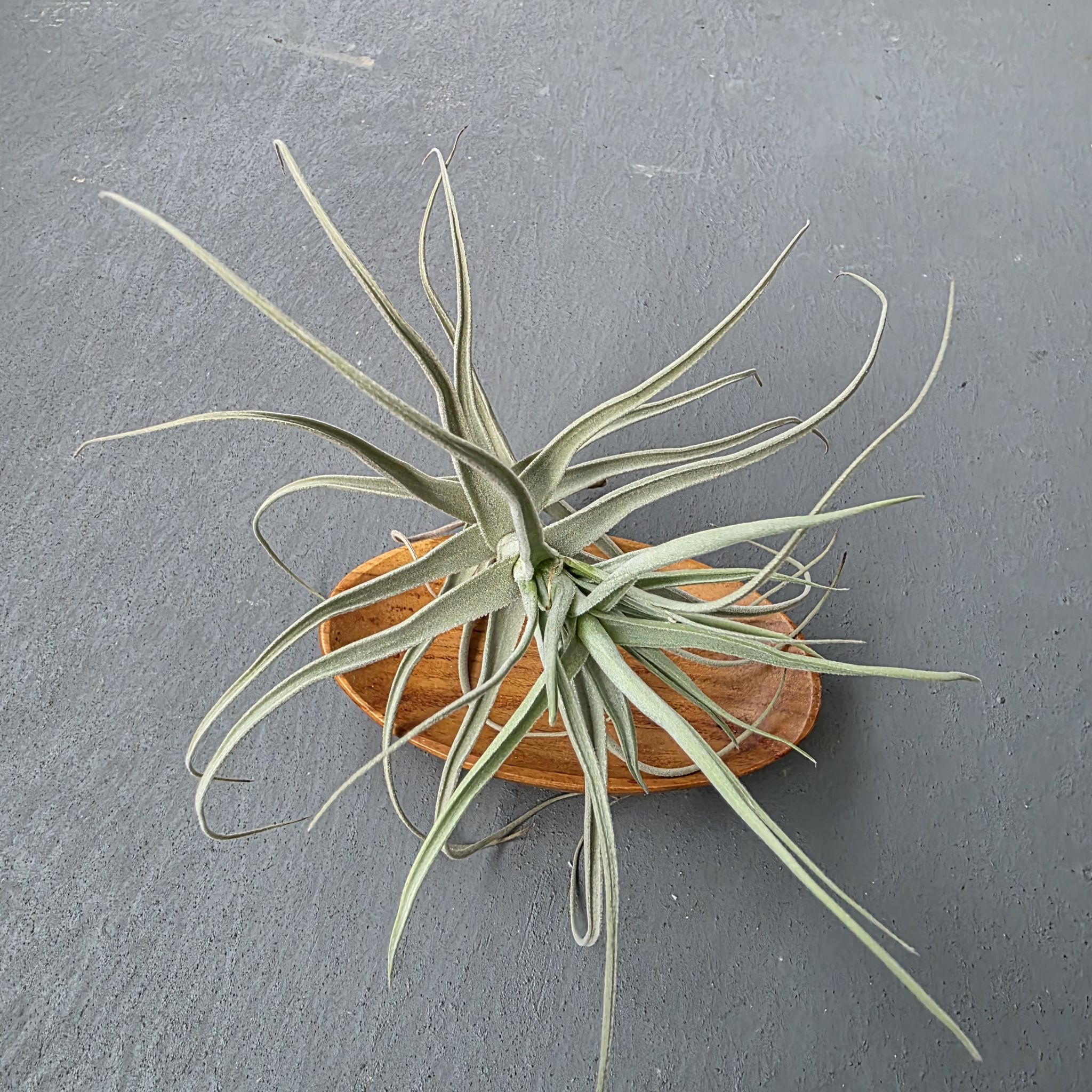 Photo of the plant species Tillisandia paleacea by @LightGray77 named LiloStitch on Greg, the plant care app