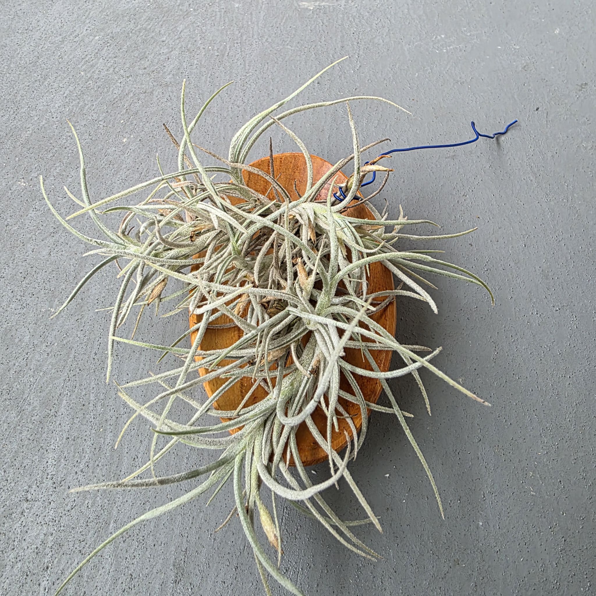 Photo of the plant species Tillandsia 'Old Man's Gold' by @LightGray77 named Homer on Greg, the plant care app