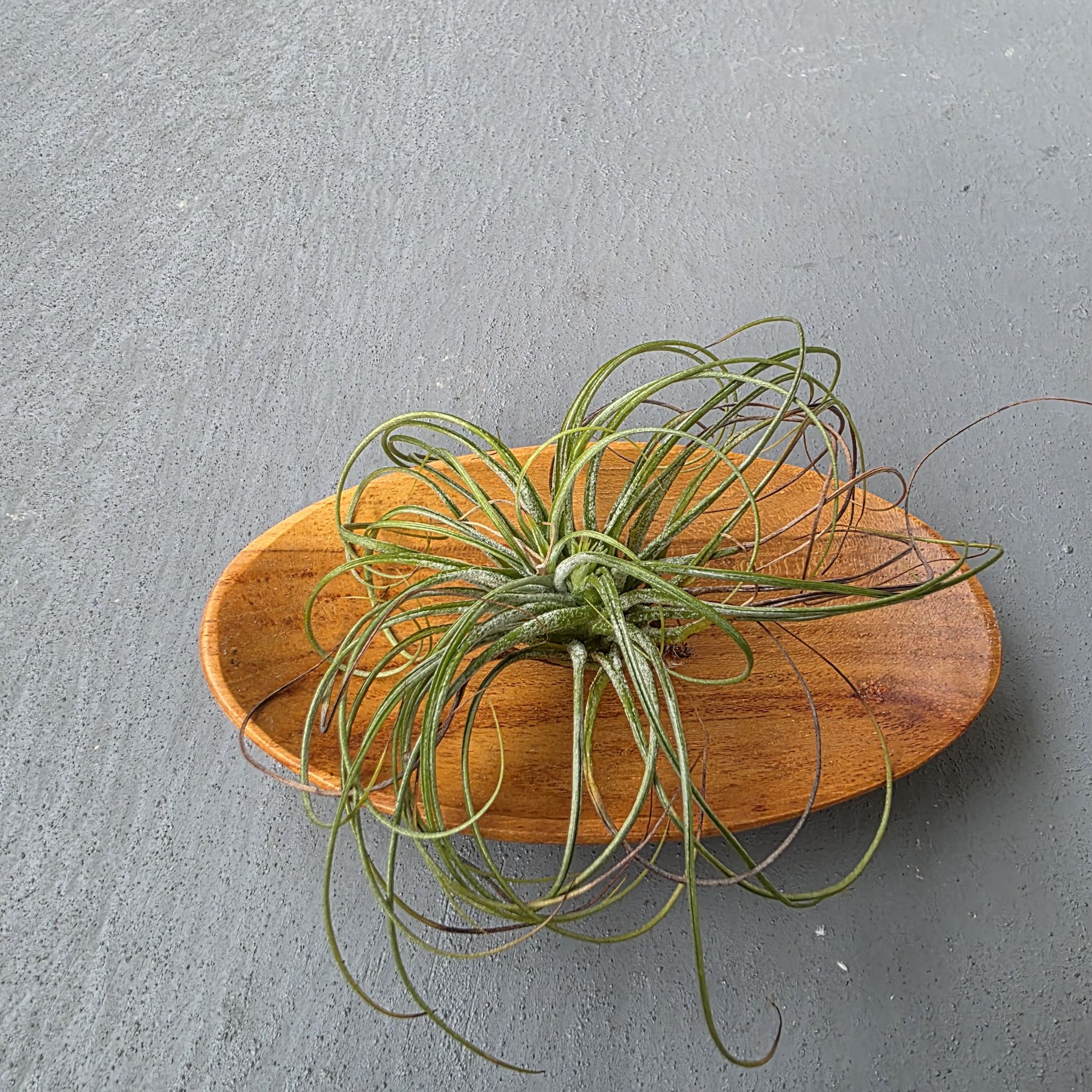 Photo of the plant species Tillandsia Stricta by @LightGray77 named Denali on Greg, the plant care app